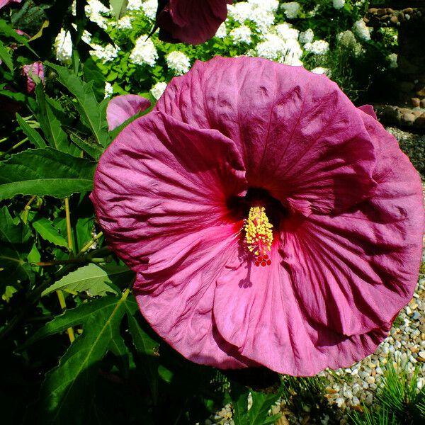 Hibiscus moscheutos Fiore