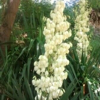 Yucca gloriosa Blomst