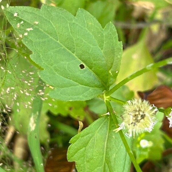 Praxelis clematidea Ліст