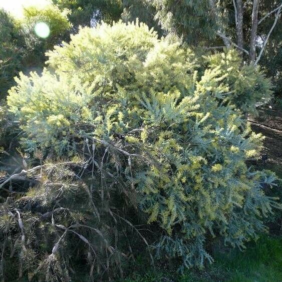 Acacia cultriformis Habitatea