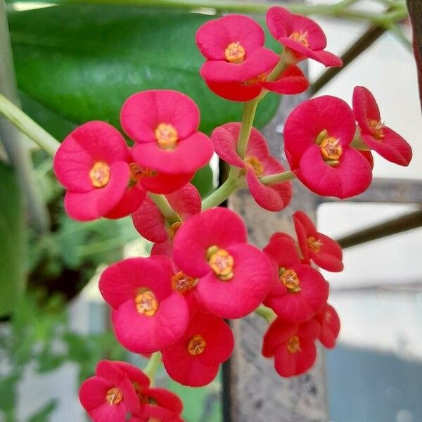 Euphorbia milii പുഷ്പം