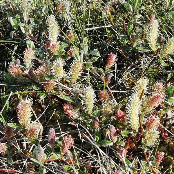 Salix glauca Fiore