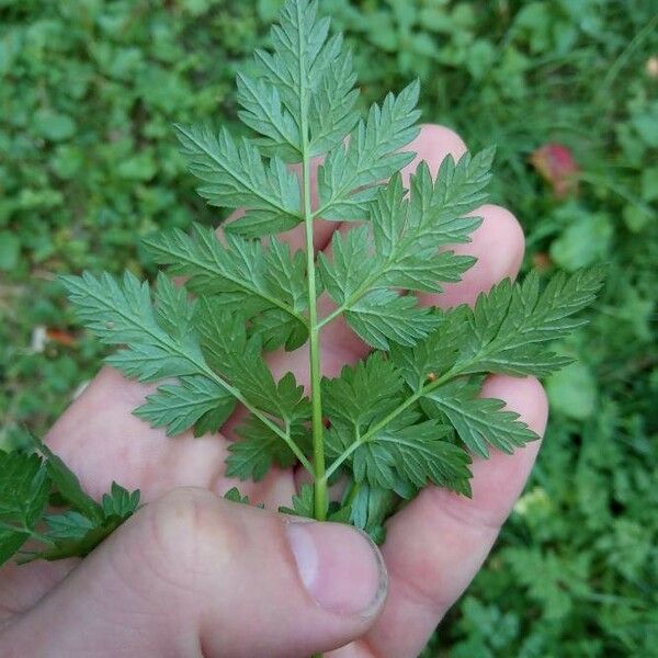 Anthriscus sylvestris Lehti