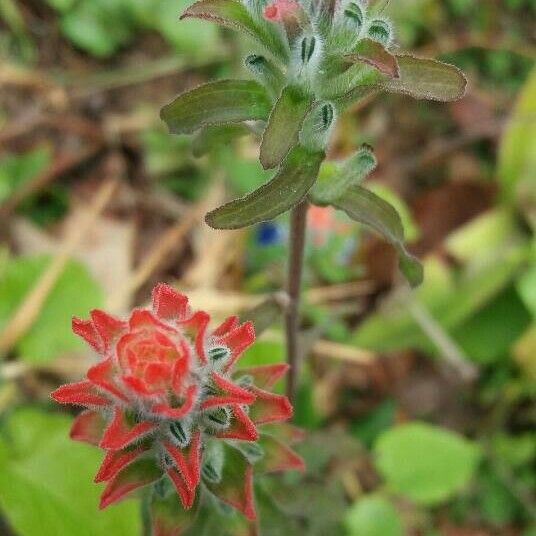 Castilleja nervata Flors