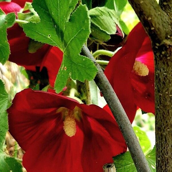 Abutilon guineense Foglia