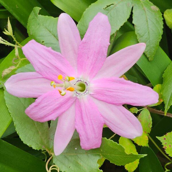 Passiflora tripartita Flower