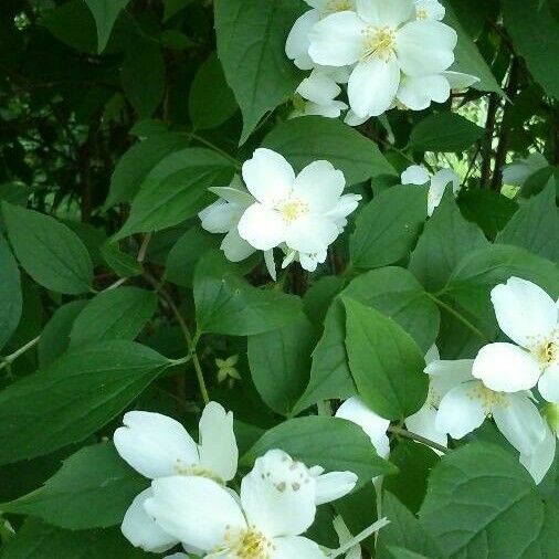 Philadelphus coronarius फूल