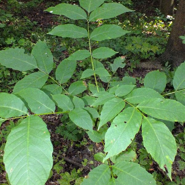 Juglans regia Blad