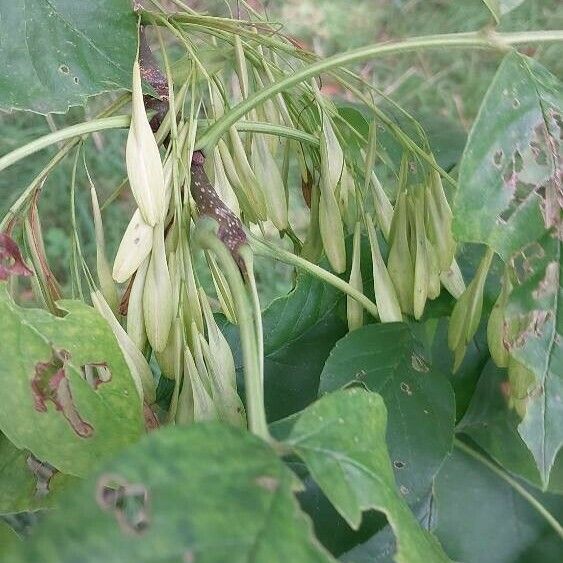 Fraxinus pennsylvanica Fruto