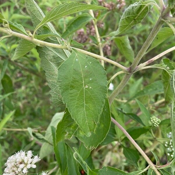 Austroeupatorium inulifolium Leaf