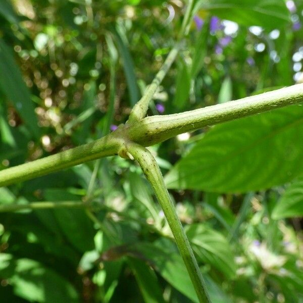 Barleria cristata Bark