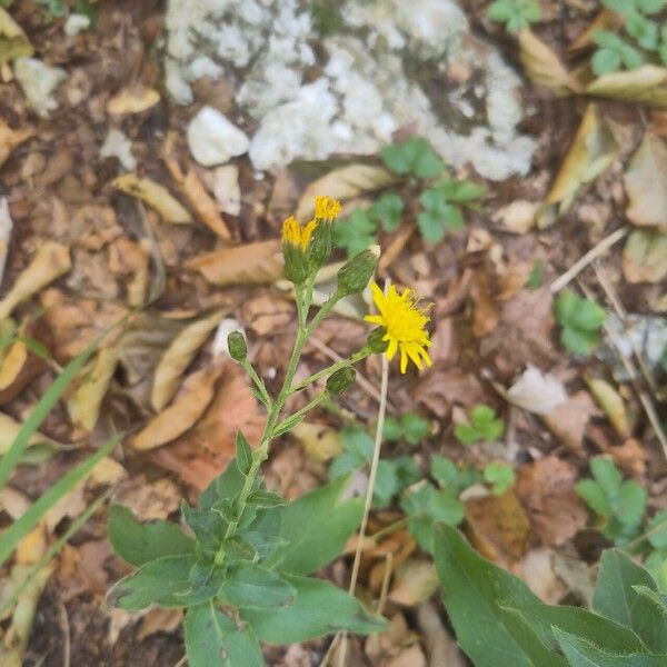 Hieracium sabaudum Leaf