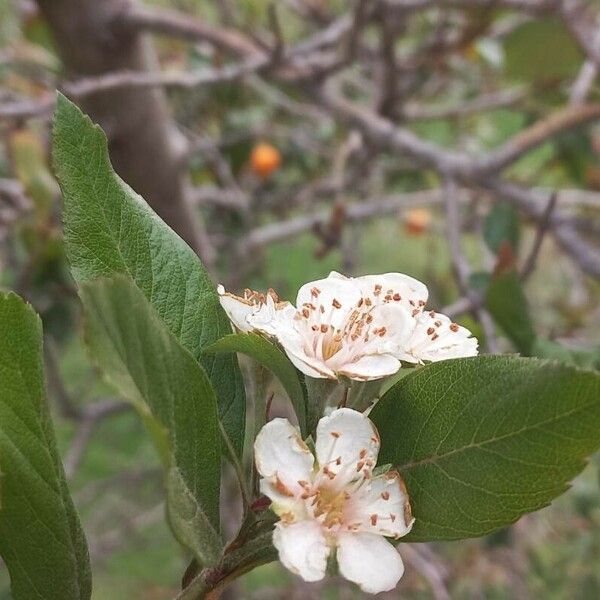 Crataegus crus-galli Flower