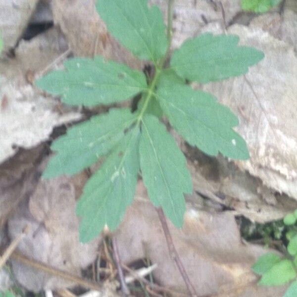 Cardamine bulbifera برگ