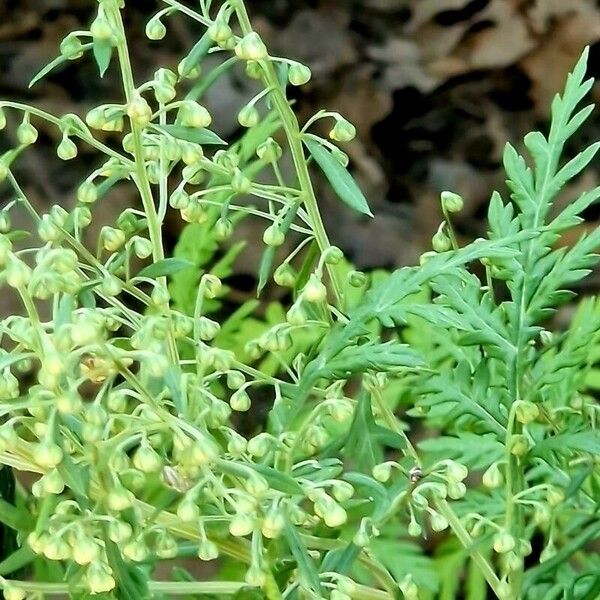 Artemisia gmelinii Fruit