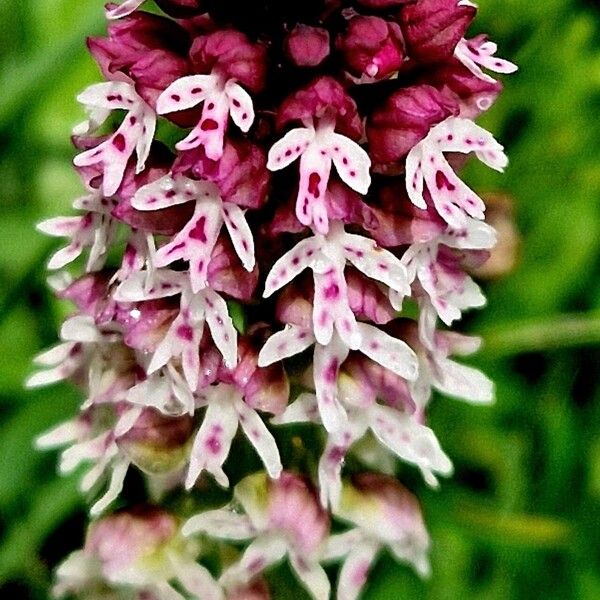 Neotinea ustulata Blomma