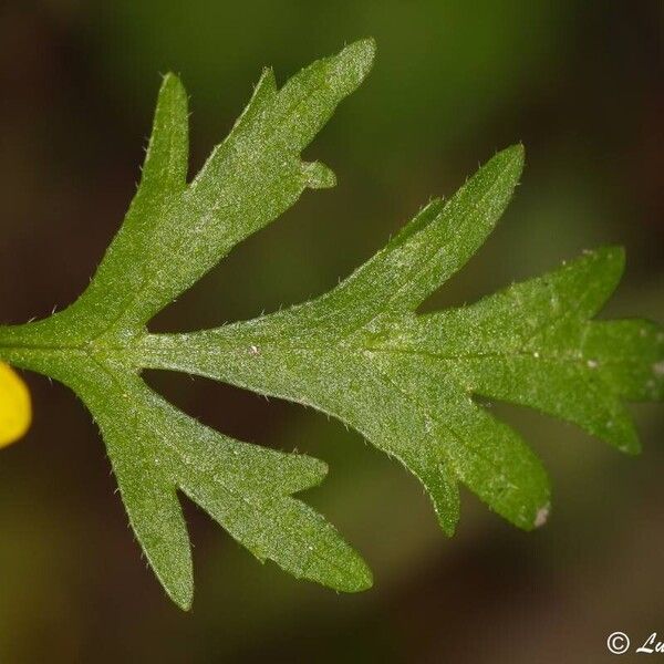 Ranunculus trilobus Leaf