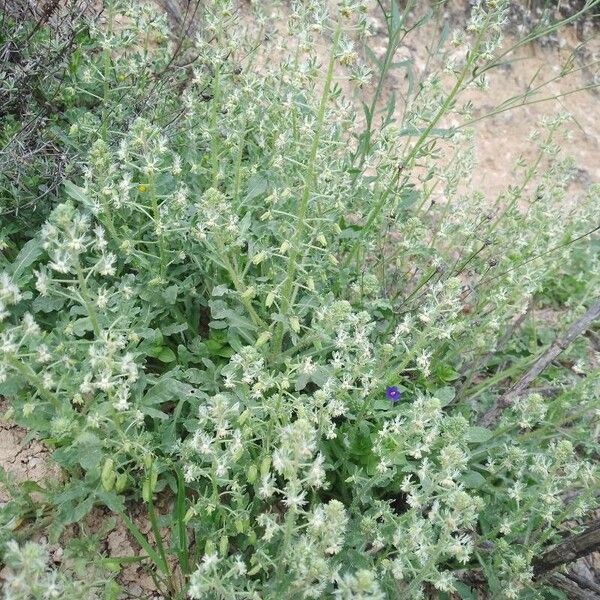 Reseda jacquinii Hábito