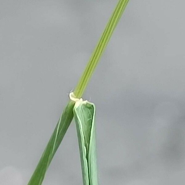 Aegilops biuncialis Leaf