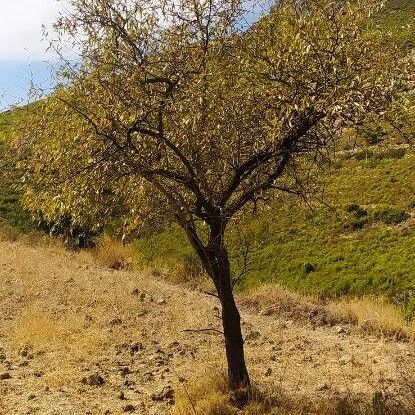 Prunus dulcis Habitus