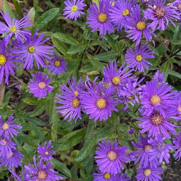 Aster amellus Blüte