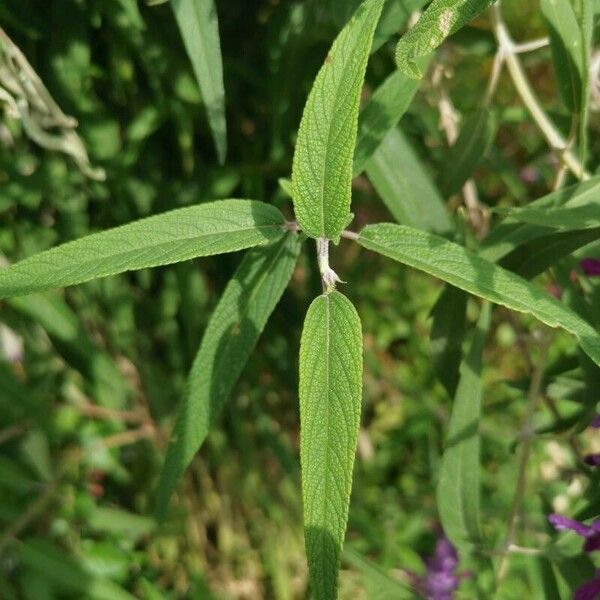 Salvia leucantha List