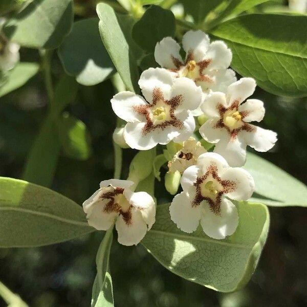 Schrebera alata Blüte