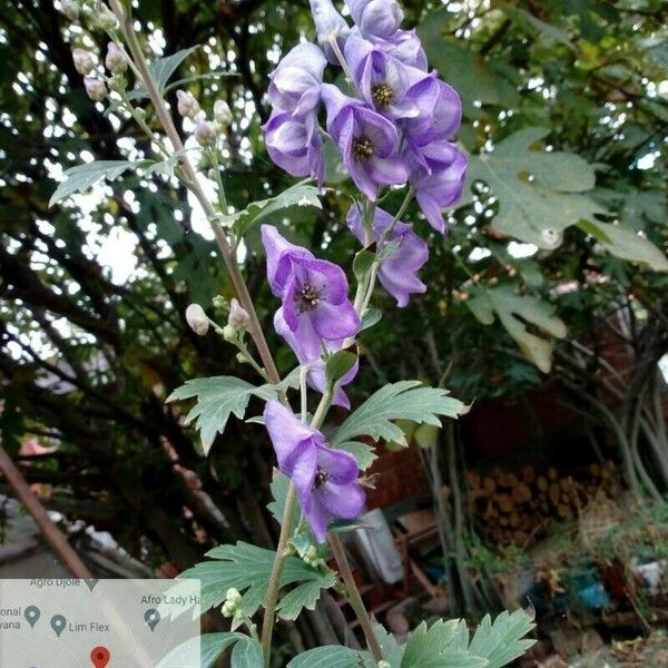 Aconitum napellus Flor