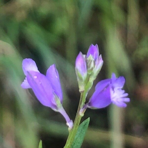 Polygala serpyllifolia Flower