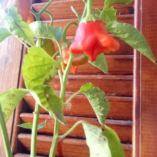 Capsicum baccatum Folio