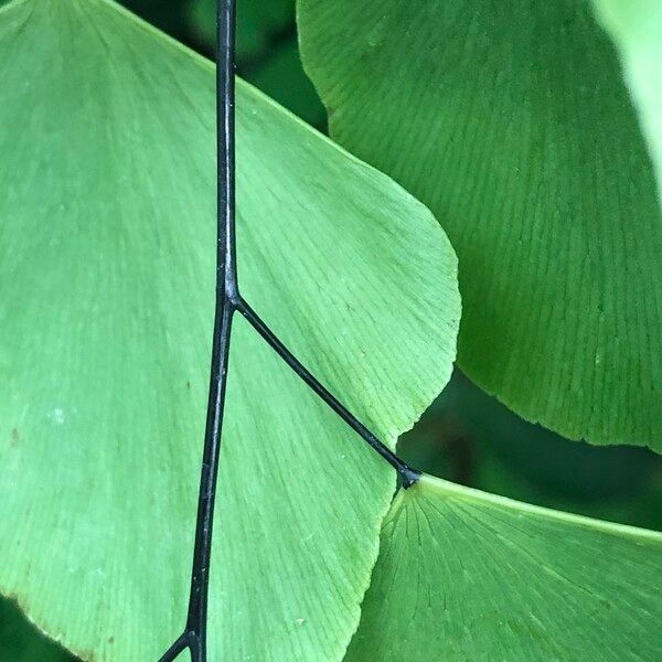 Adiantum peruvianum Leaf