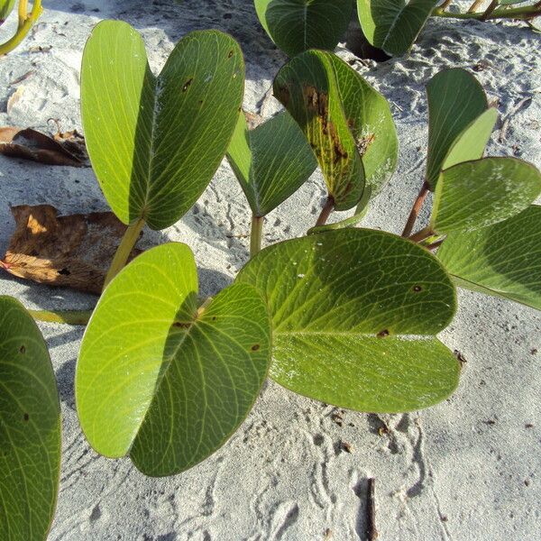 Ipomoea pes-caprae Folha