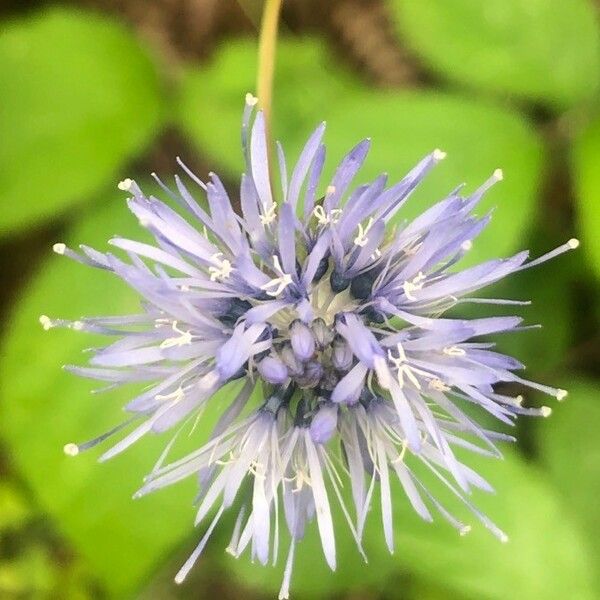 Jasione montana Flor