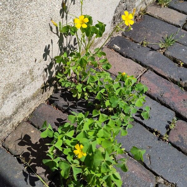 Oxalis stricta অভ্যাস