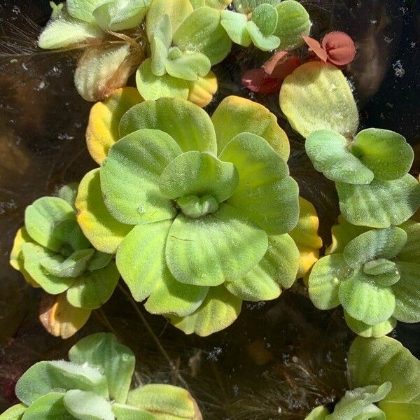 Pistia stratiotes Feuille