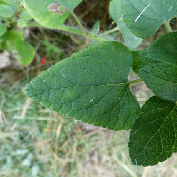 Salvia coccinea Leaf