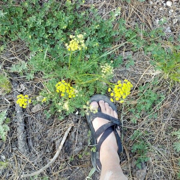 Cymopterus lemmonii 花