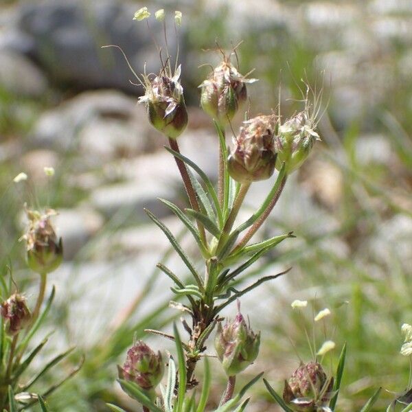 Plantago sempervirens Flower