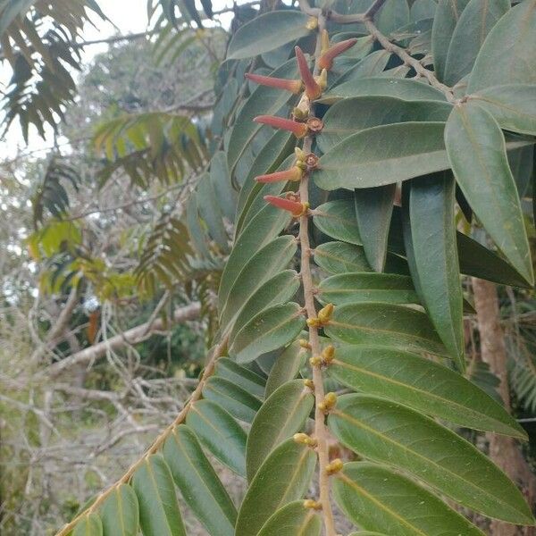 Xylopia aromatica Лист