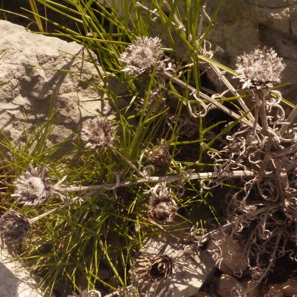 Centaurea corymbosa Habit