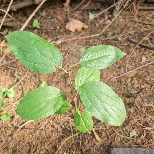 Rhamnus cathartica Lapas