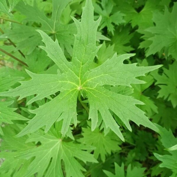 Ligularia wilsoniana ᱥᱟᱠᱟᱢ