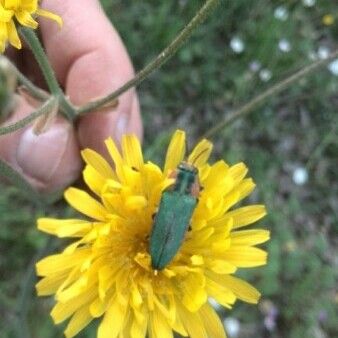 Crepis foetida Flower