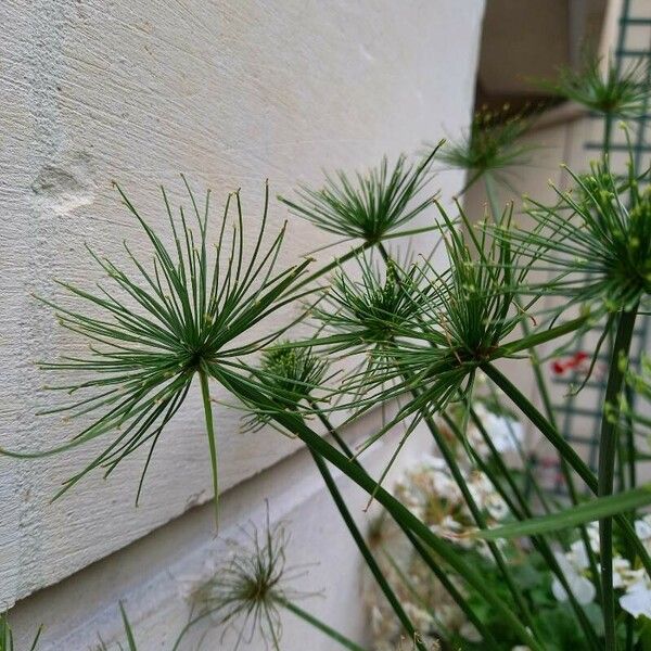 Cyperus haspan অভ্যাস
