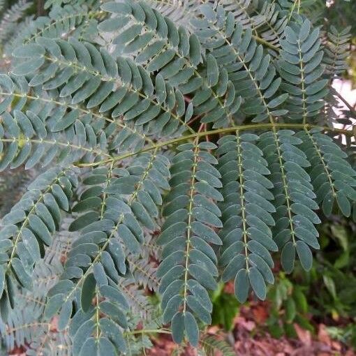 Albizia lebbeck ഇല