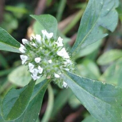 Mitracarpus hirtus Fleur