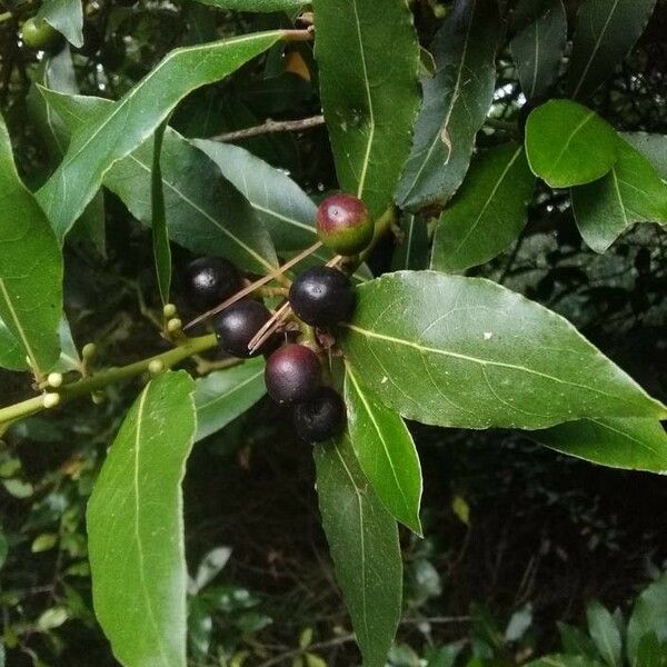 Laurus nobilis Fruit