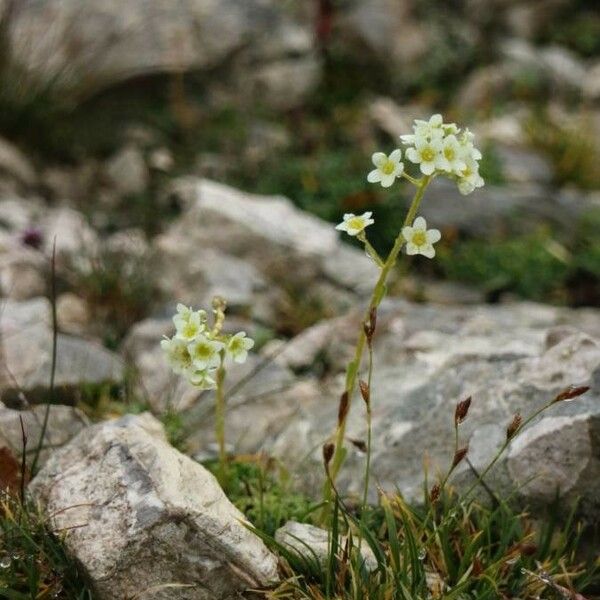 Saxifraga paniculata Bloem