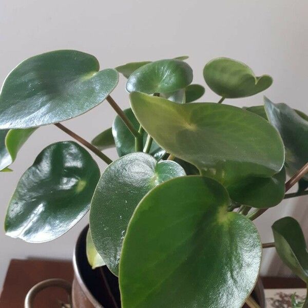 Peperomia polybotrya 叶