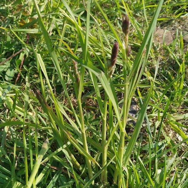 Paspalum distichum Leaf